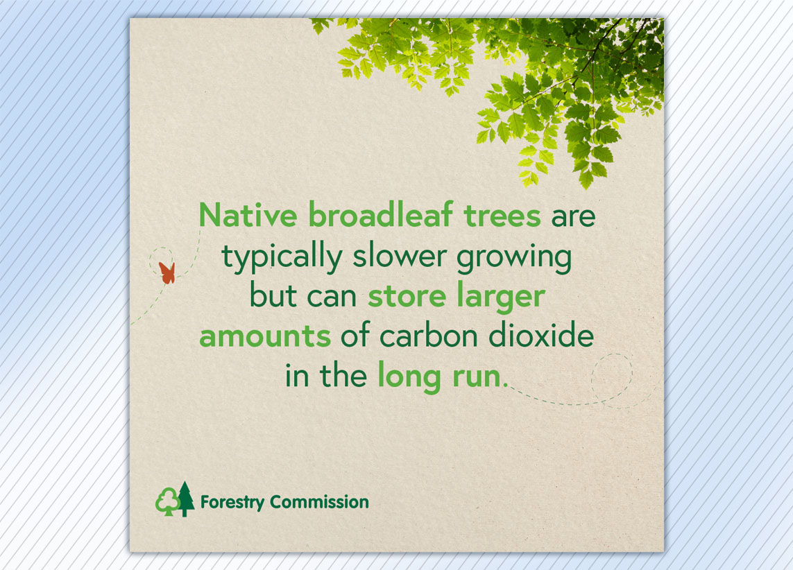 Forestry Commission Create Woodland carousel graphic